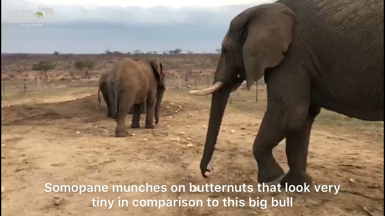 The elephants munch on a donation of delicious butternuts in their homestead