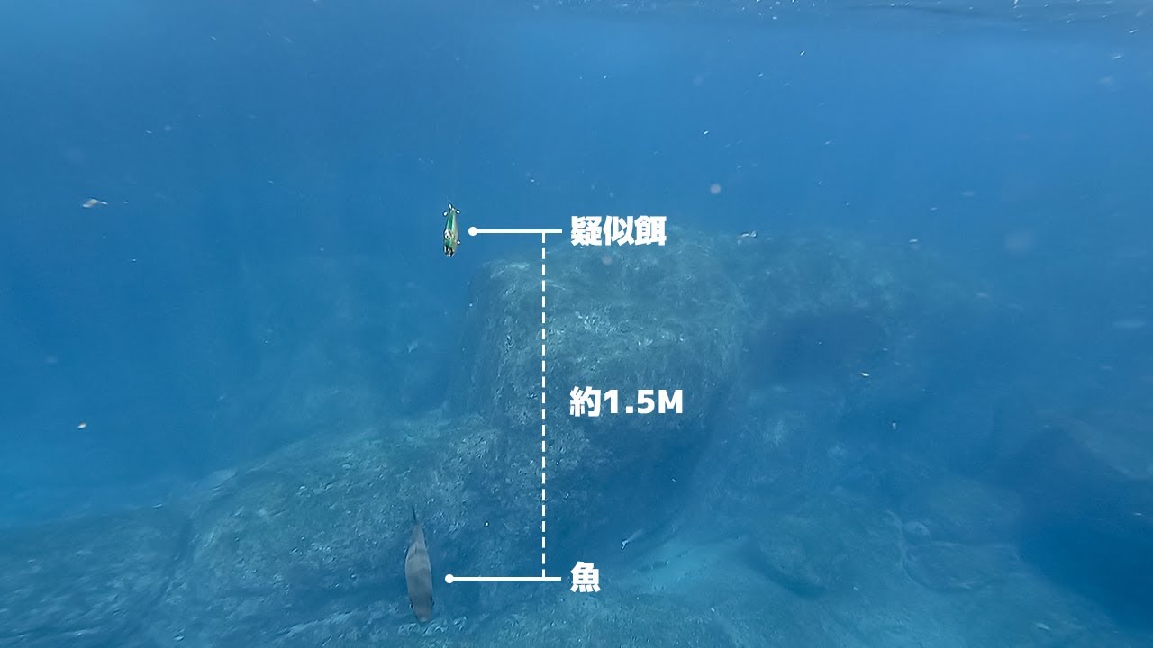 衝撃水中映像！ヒラスズキの捕食シーンがやばかった！(Fish sucks lure！)