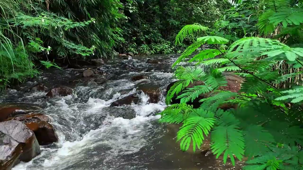 Wild Rainforest River Sound Over Natural Stones | Beautiful & Continuous Water Flow
