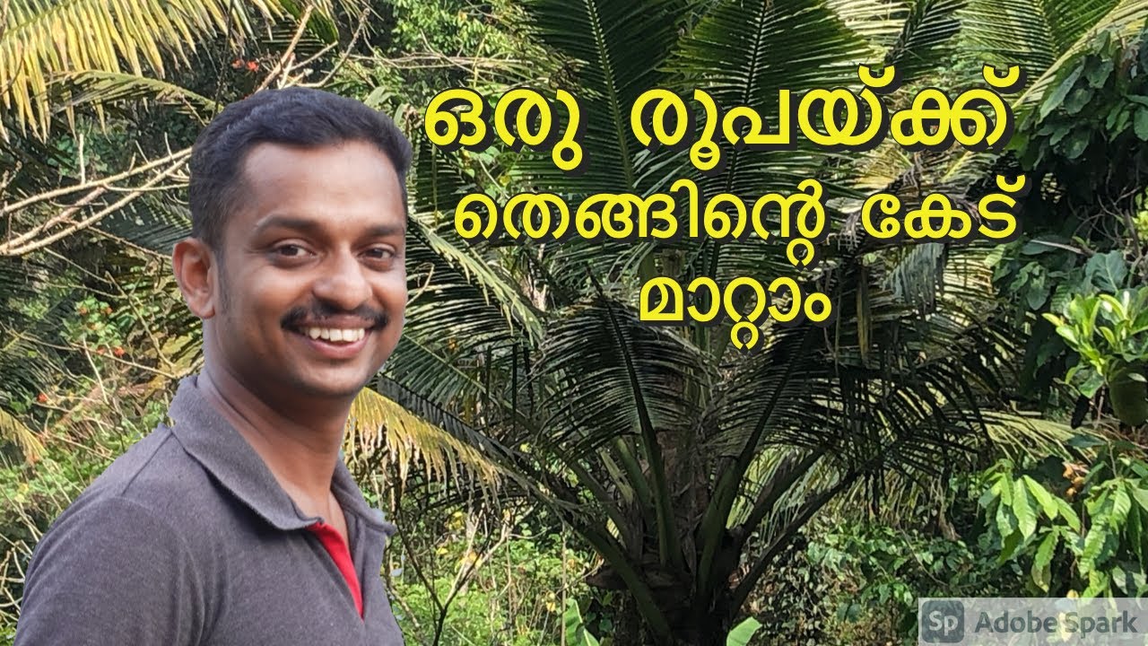 തേങ്ങിൻ്റെ കീടശല്യം അകറ്റാൻ #Thengu Krishi #Coconut Farming Malayalam #agro care #Homeo Agro care