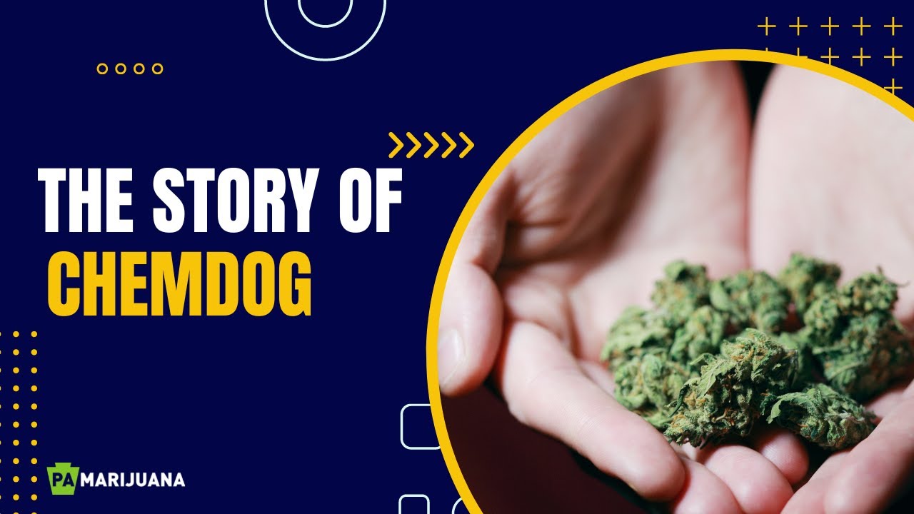 The Story of the Strain Chemdog