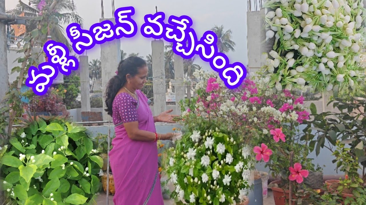 మళ్లీ చెట్లకి ఇలా చేద్దాం సీజన్ అంతా పువ్వులు వస్తూనే ఉంటాయి  #మాబుజ్జితోటఛానల్