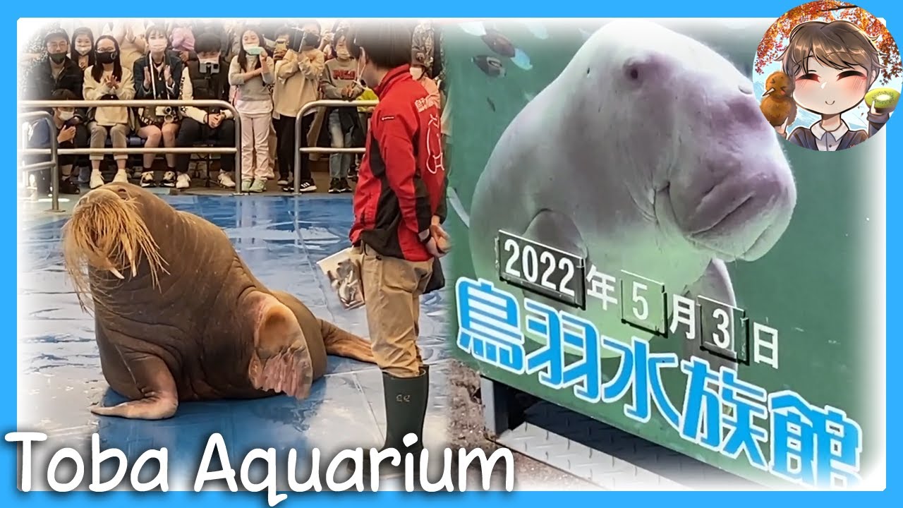Toba Aquarium 🦦🦭 Golden Week Travel Vlog (Mie Part 1) [Kiwi In Japan 206]