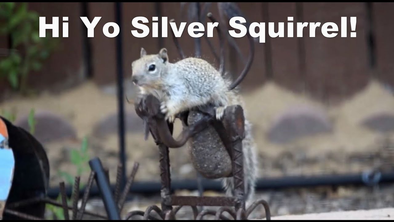 Hi Yo Silver Squirrel