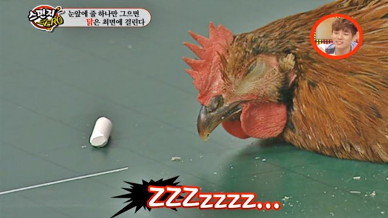 (Eng cc) 눈앞에 줄 하나만 그으면 닭은 최면에 걸린다 [스펀지] To hypnotize a chicken