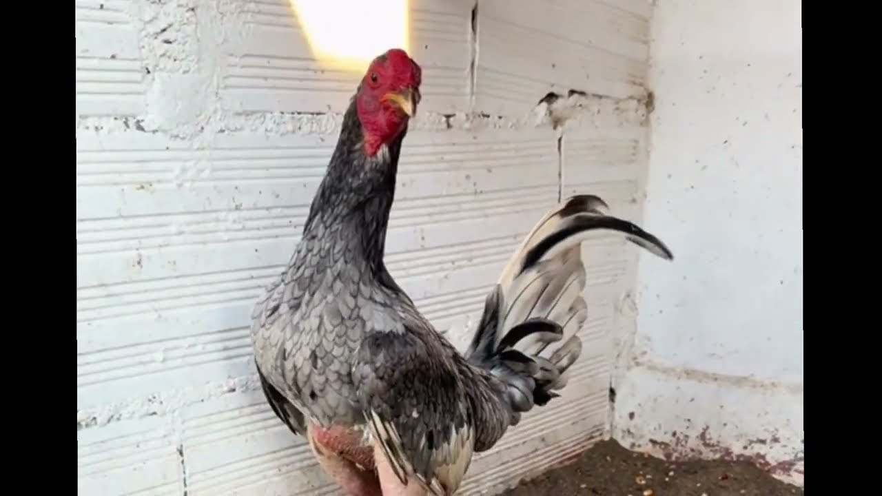 GALLOS ESPAÑOLES ESPAÑA #gallosespañoles