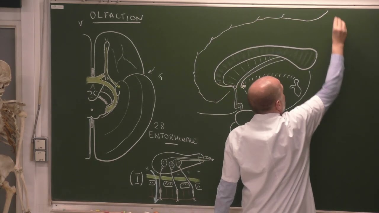 Neuroanatomie 17 : Voies olfactives, rhinenc&eacute;phale [olfactory pathways-English dubbing]