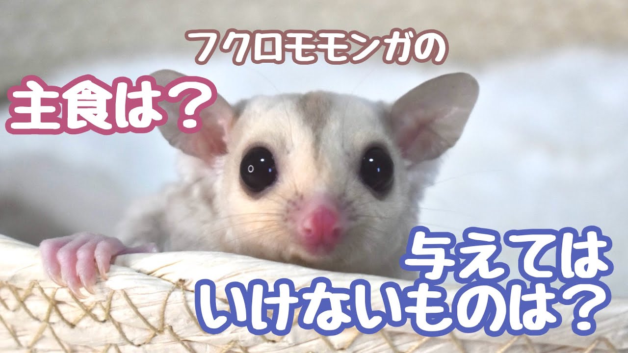 現役ブリーダーが解説！フクロモモンガのごはんって？