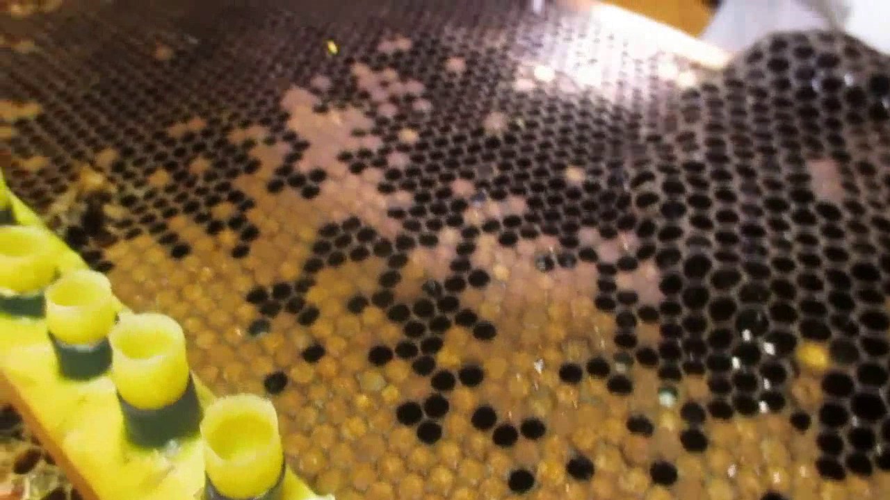 Crianza de reyna en Perú lección 3[Traslarve al seco de larvas]
