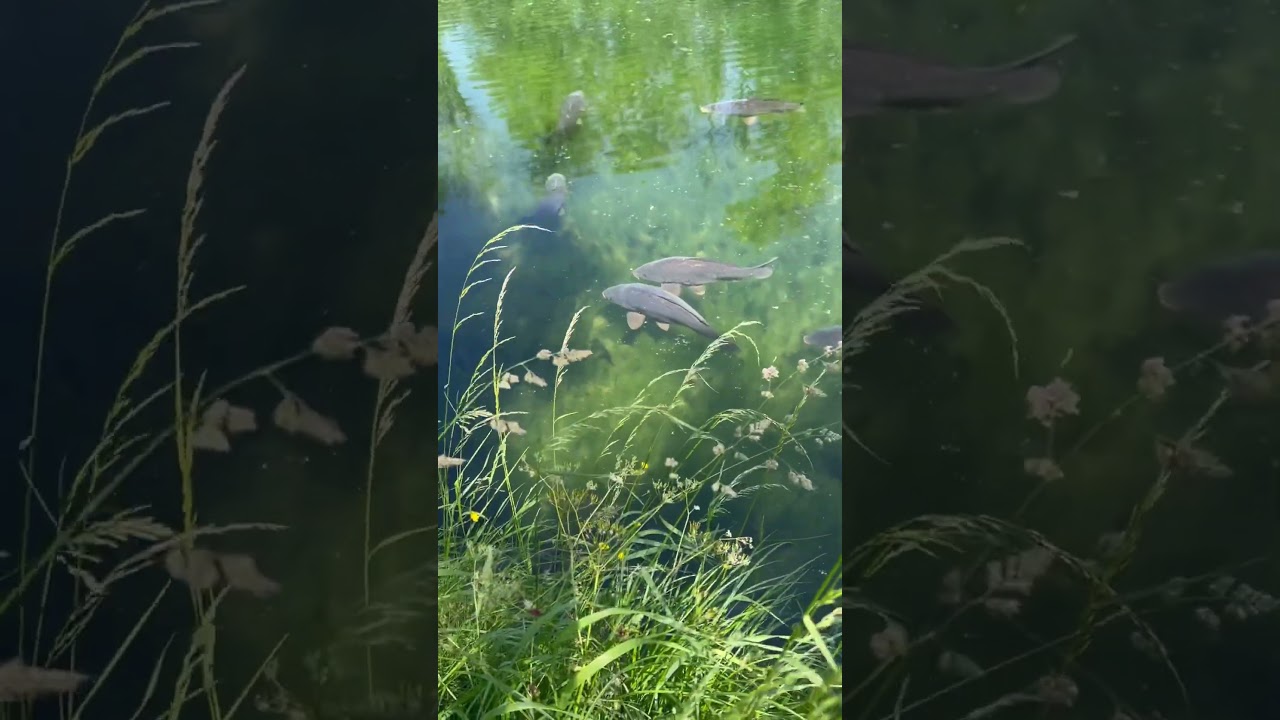 Catching BIG CARP in CLEAR WATER! 😍🎣🐋 #fishing #bigcarp #carp #nashtackle