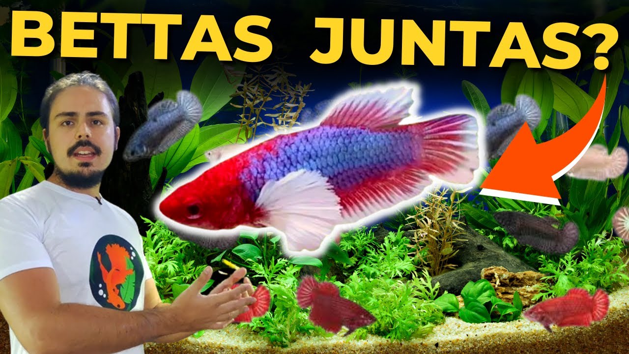 🔴AQUÁRIO DE BETTAS FÊMEAS: MINHA OPINIÃO! |Mr. Betta|