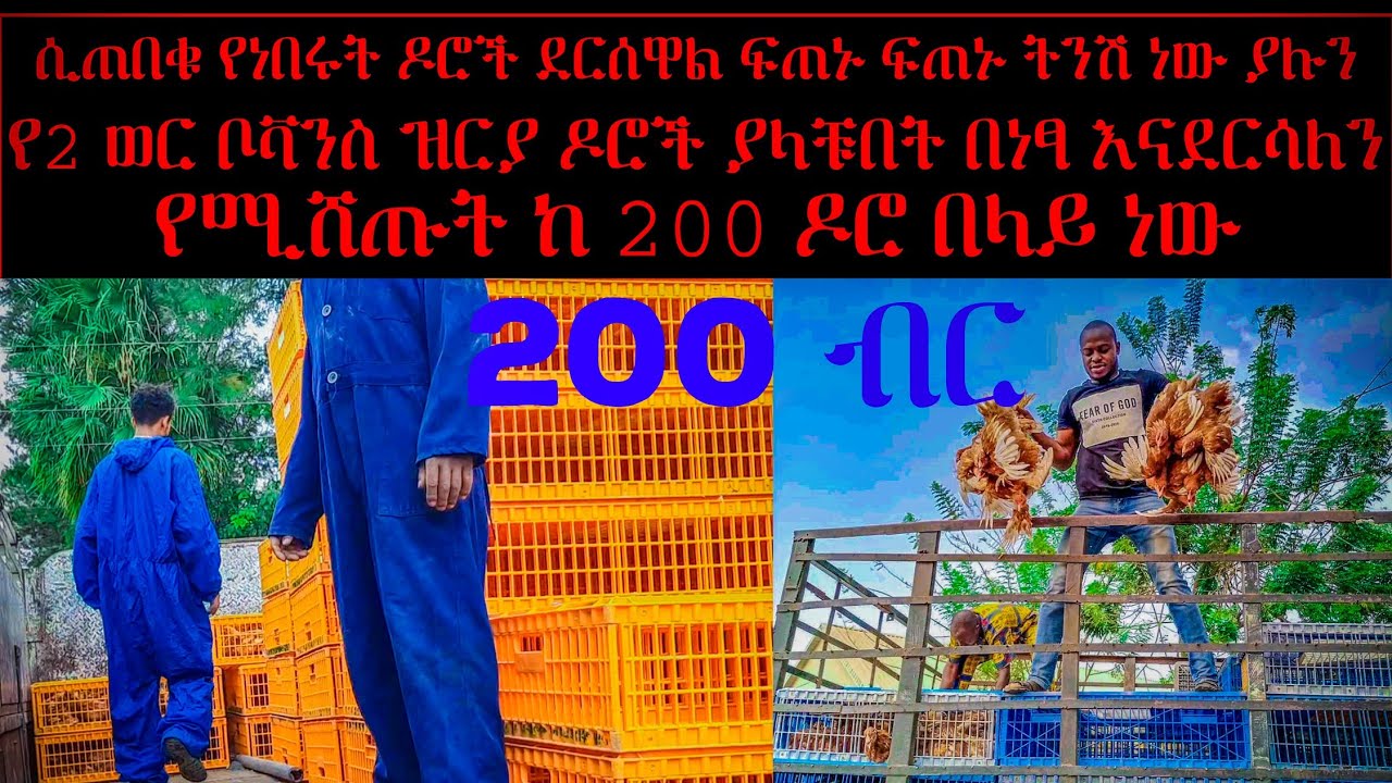 ሲጠበቁ የነበሩትን የ2 ወር የእንቁላል ጣይ ዶሮ አቅርበናል ከ200 ጀምሮ መግዛት ይቻላል ያላችሁበት እእናመጣለን ክትባት የጨረሱ የቦቫንስ ብራውን ዝርያ