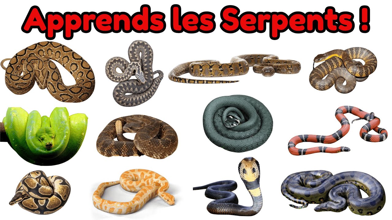 Serpents🐍du Monde🌍| Noms en Français & English Names | Vidéo éducative sur les serpents