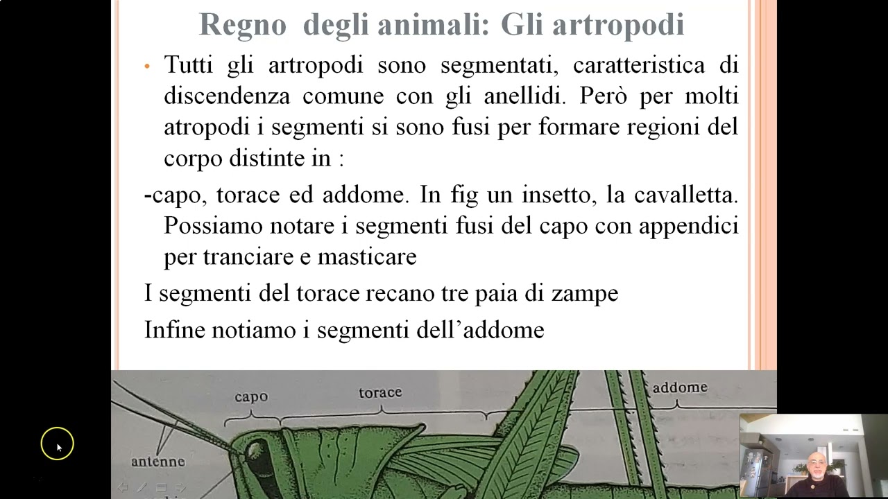 Gli artropodi
