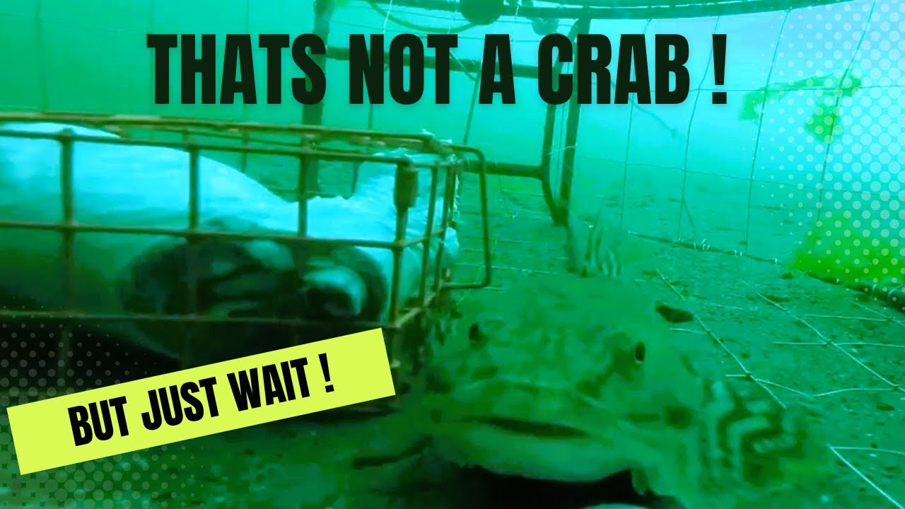 Mind-blowing underwater footage: crab pot captures more than crabs!
