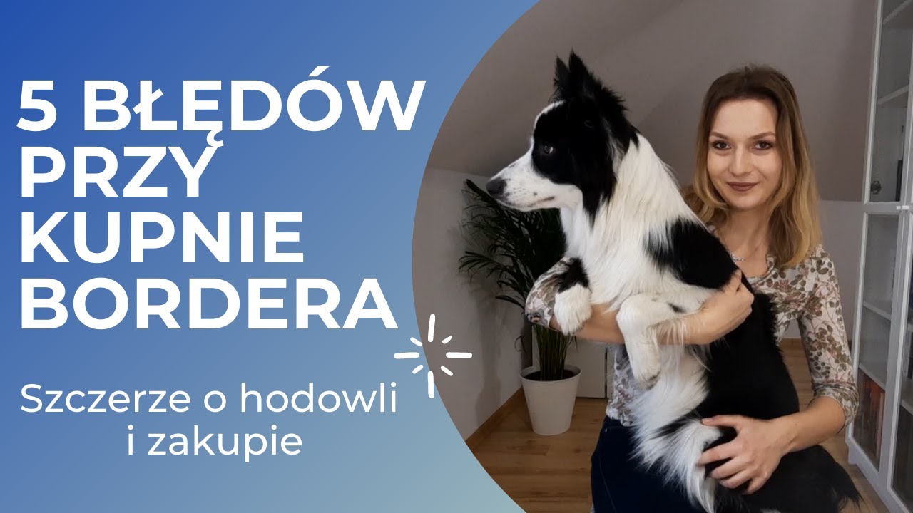 MOJE BŁĘDY PRZY KUPNIE BORDER COLLIE 😬🐕