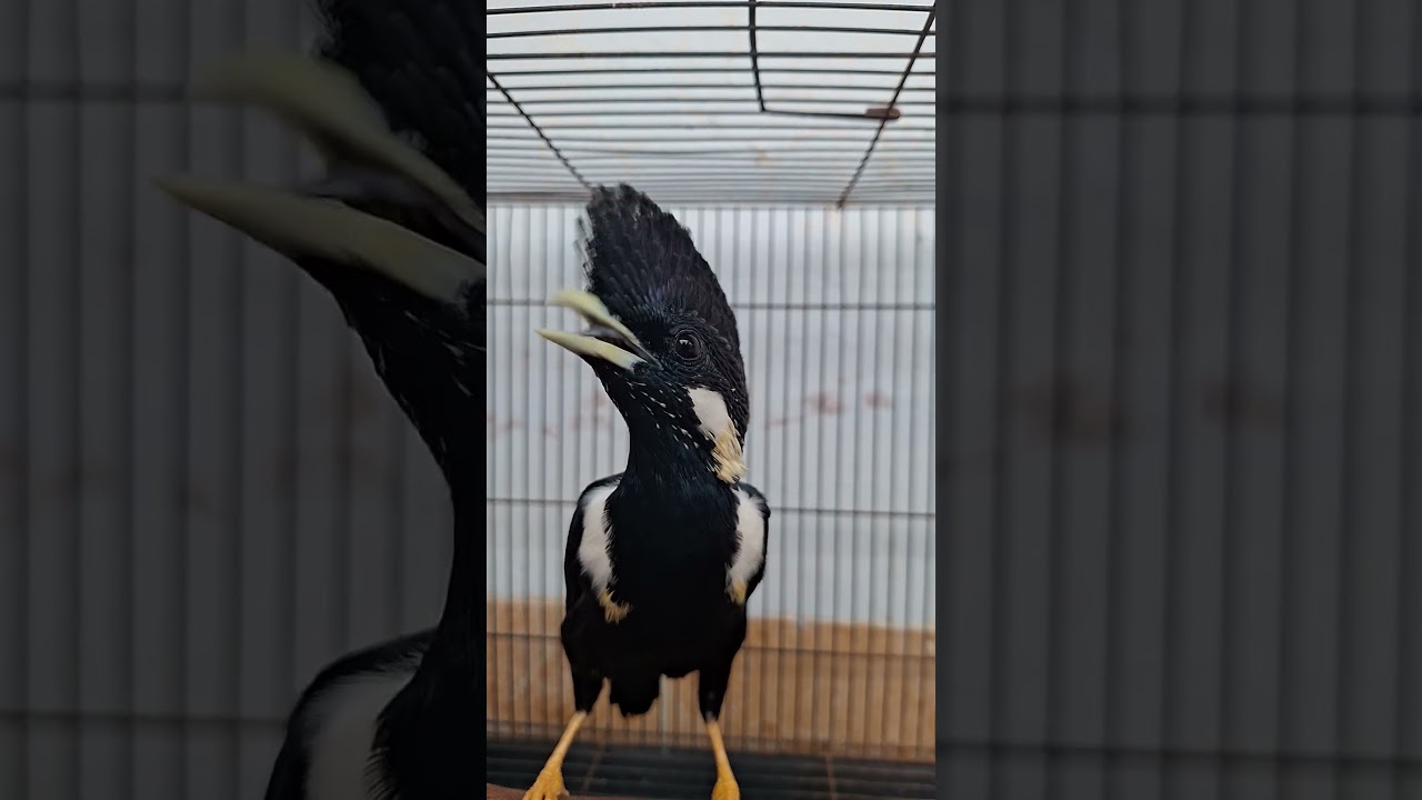 raja perling sula (Basilornis galeatus) #rajaperling #birds #jalak #burung #burungkicau #kicaumania