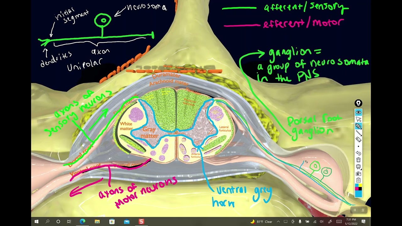 Sectional spinal cord anatomy