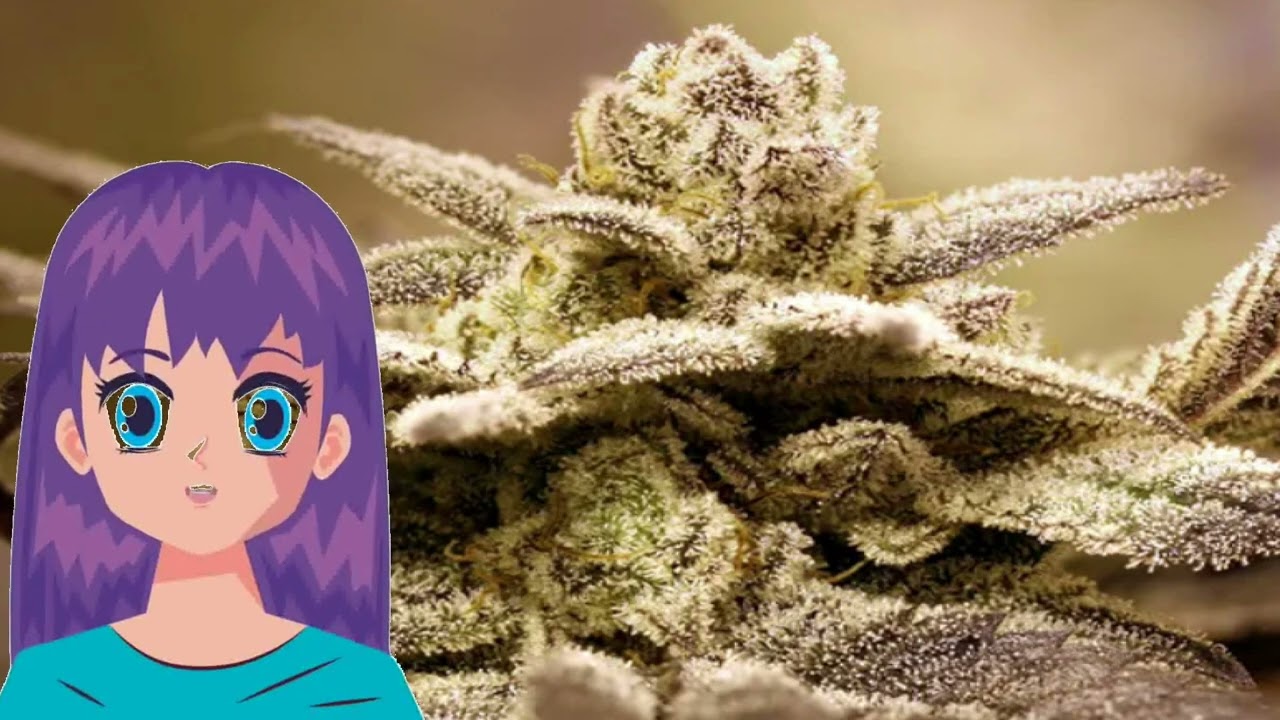 Dark Shadow Haze &ndash; Rare Dankness Seeds