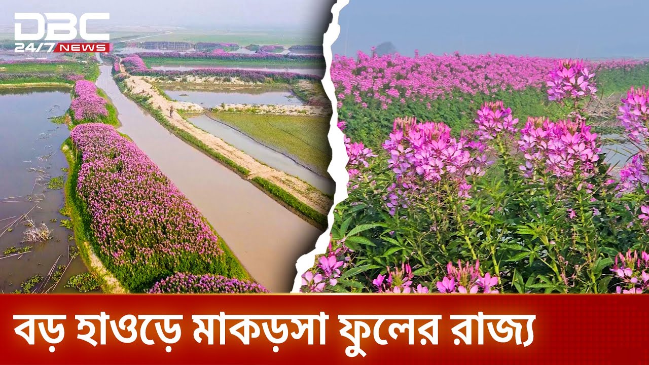 হুড়হুড়ে ফুলে রঙিন কিশোরগঞ্জের বড় হাওড়| DBC NEWS Special