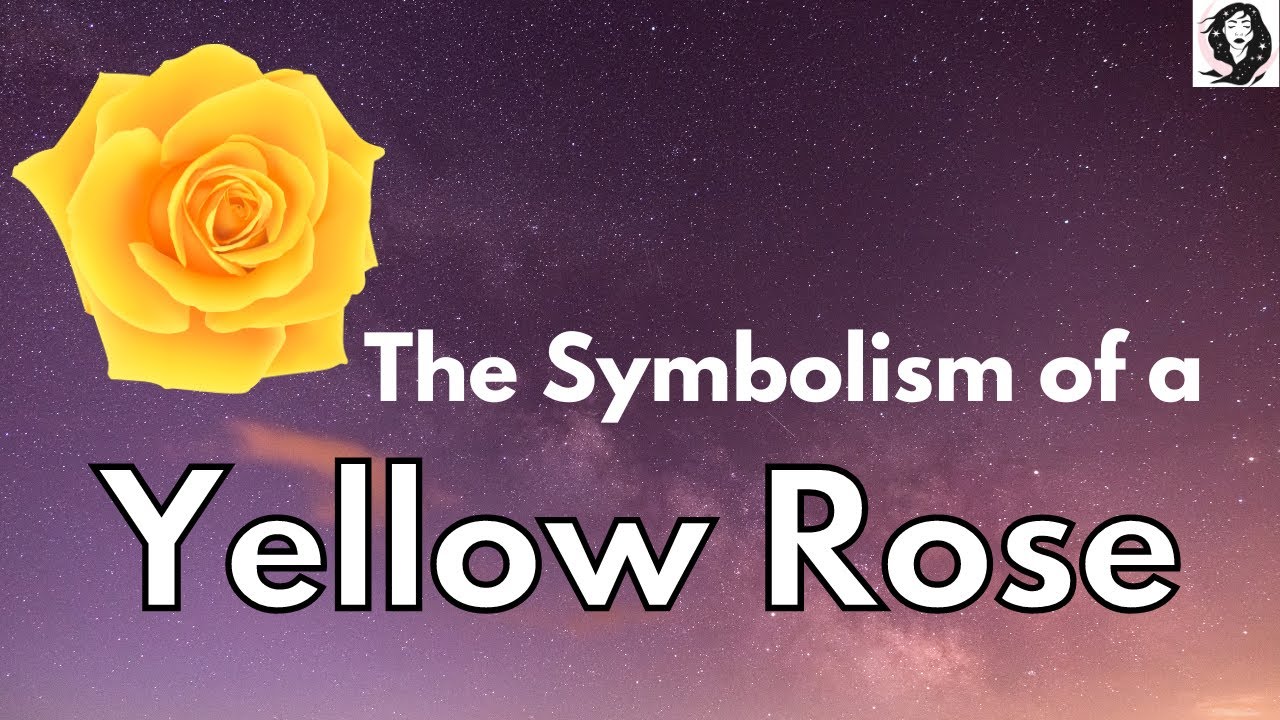 Symbolism of a Yellow Rose - Rose Color Meanings