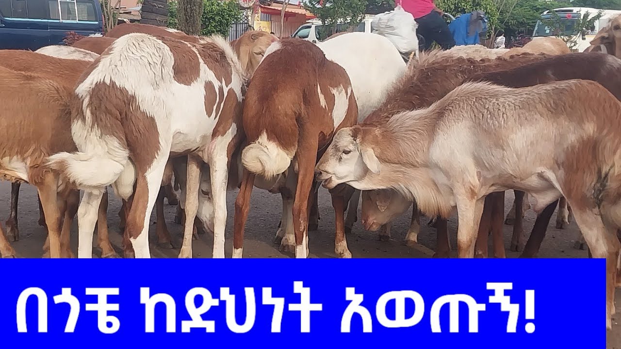 በበግ እርባታ ህይወቴ ተቀይሯል | አሁን በቂ ገንዘብ አለኝ! | ደሀ የመንግስት ሰራተኛ ነበርኩ| #sheep #goat #chickenfarm #sheepgoat