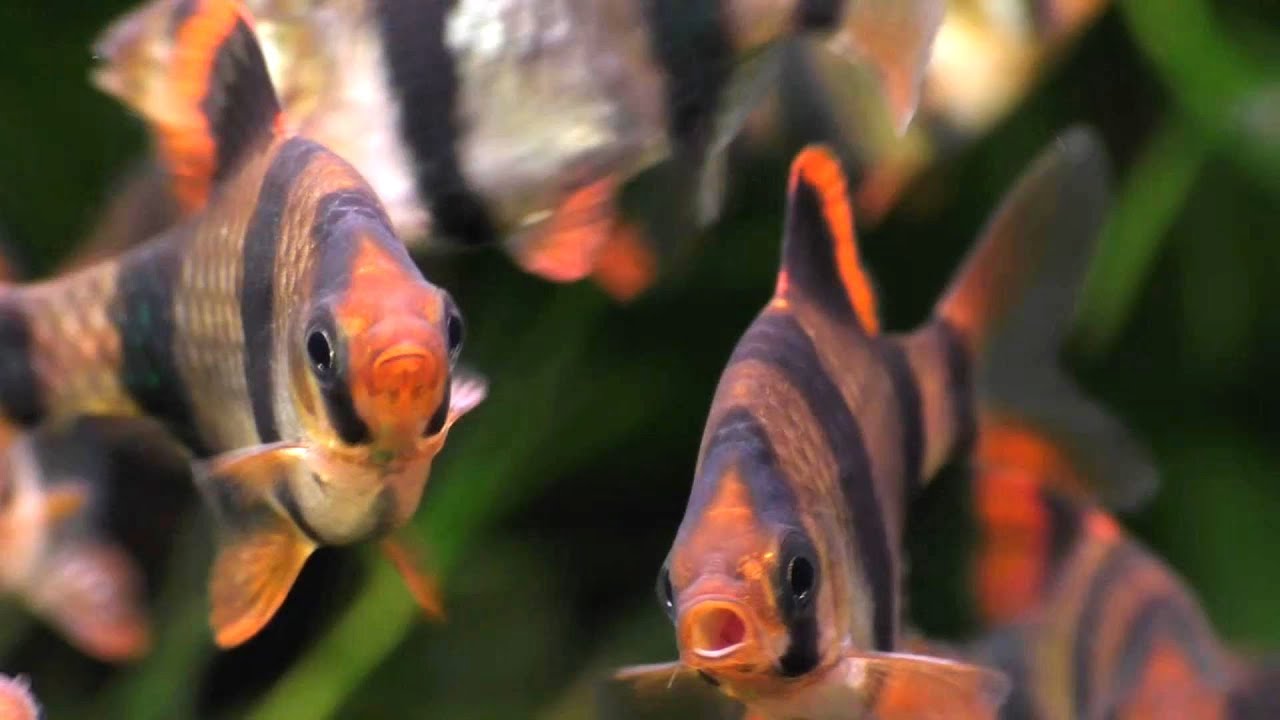TIGER BARBS FIGHT!