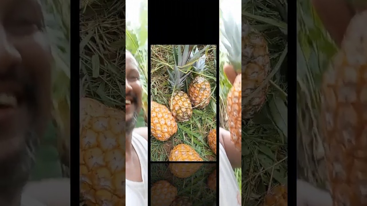 quem planta n&atilde;o compra pega a vis&atilde;o #pesqueeplante