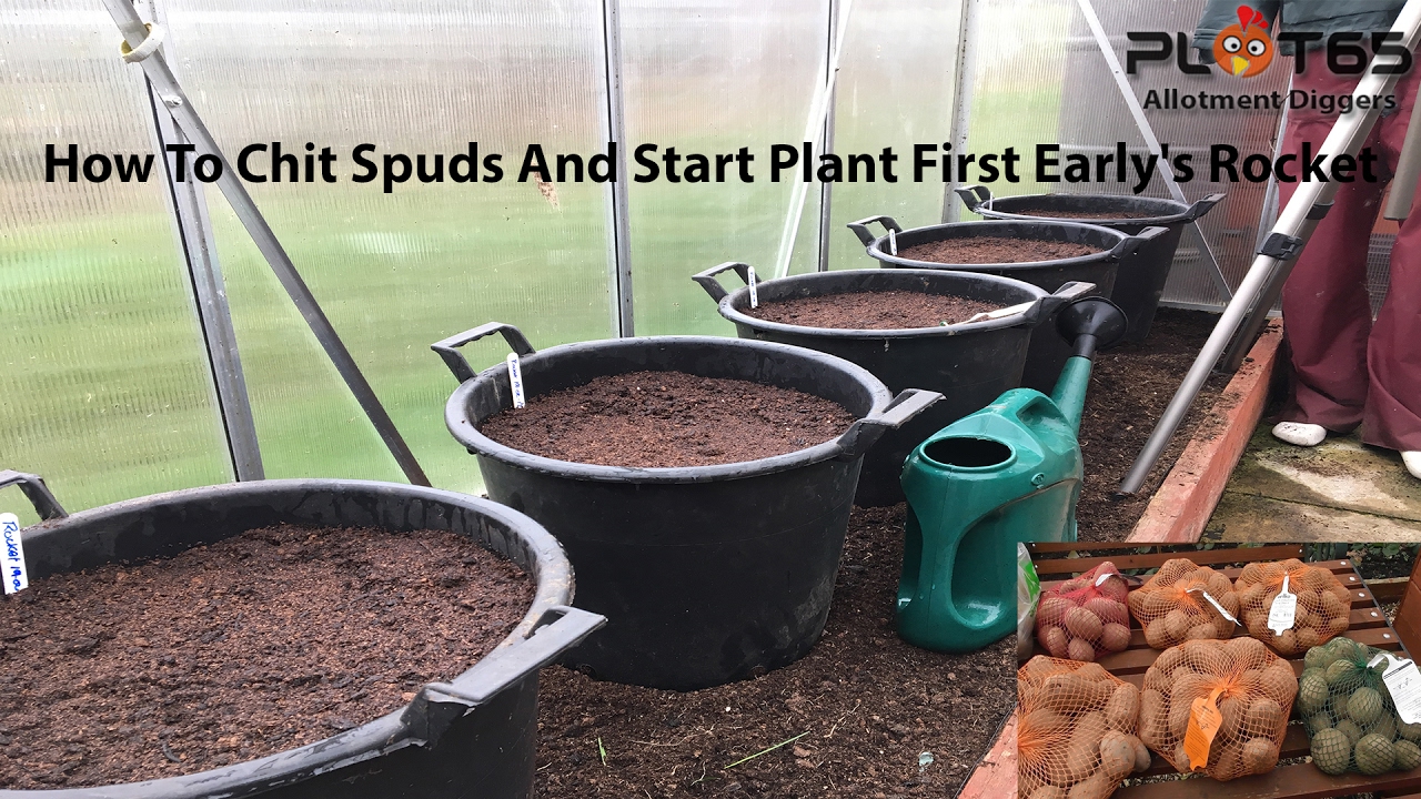 How To Chit Spuds And Start Planting First Early's Potatoes