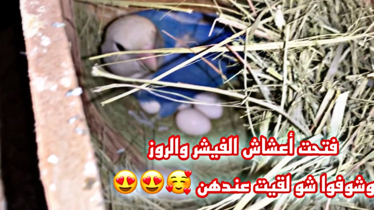 فتح أعشاش الفيشر والروز(لاتينو وازرق اوبلاين واخضر) بعد ثلاث اسابيع من وضع الأعشاش😍