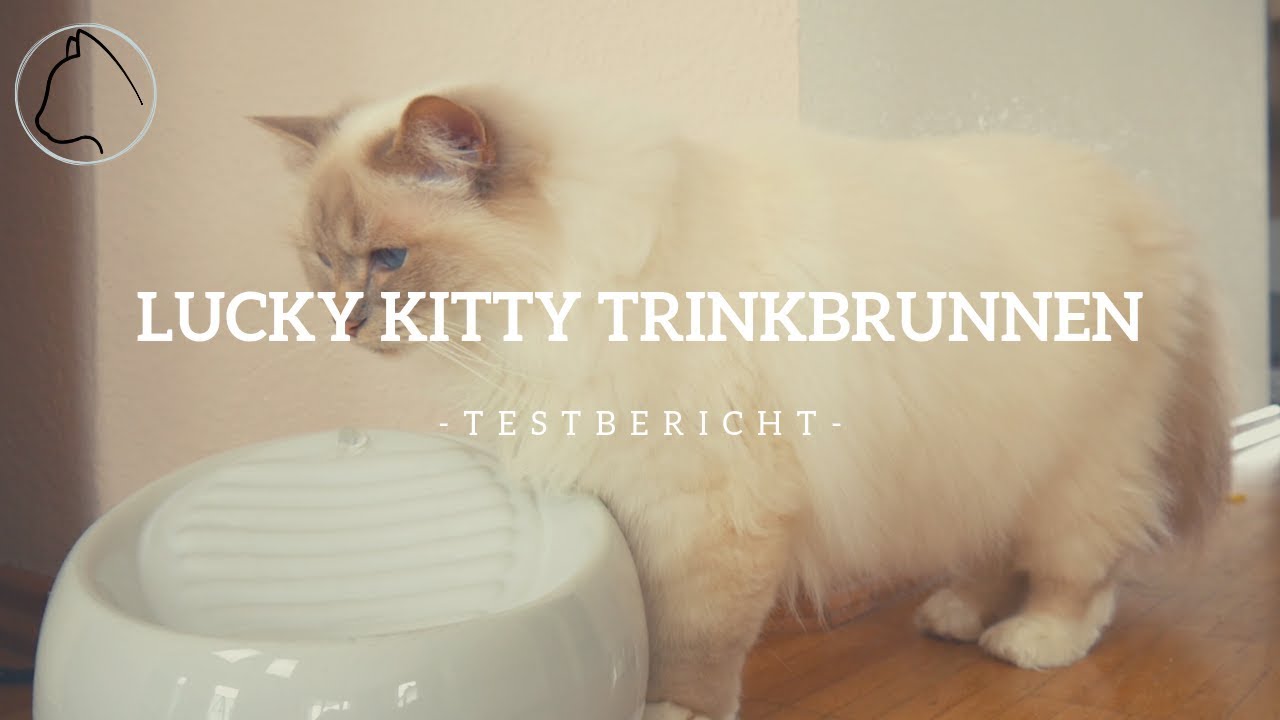 Der Lucky Kitty Katzenbrunnen aus Keramik im Test | Review