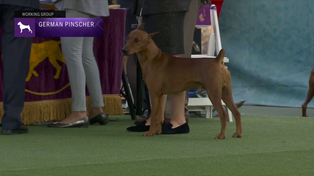 German Pinschers | Breed Judging 2023