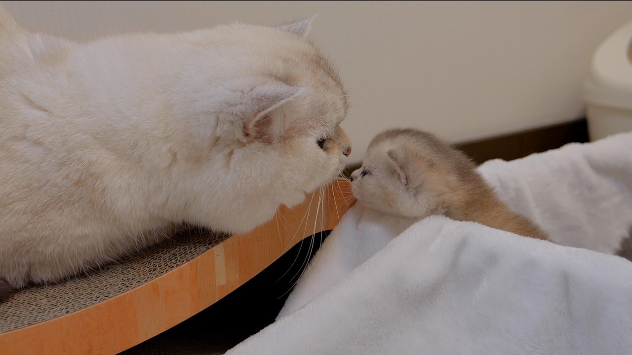 This adorable kitten tries so hard to get close to his babysitting daddy cat!