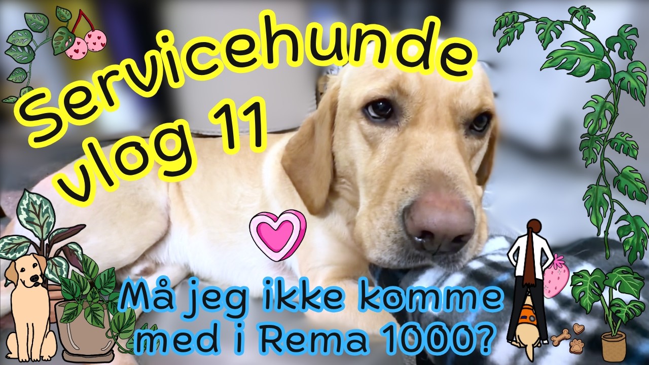 Servicehunde Vlog 10 Holder Servicehundeforeningen hvad de lover?