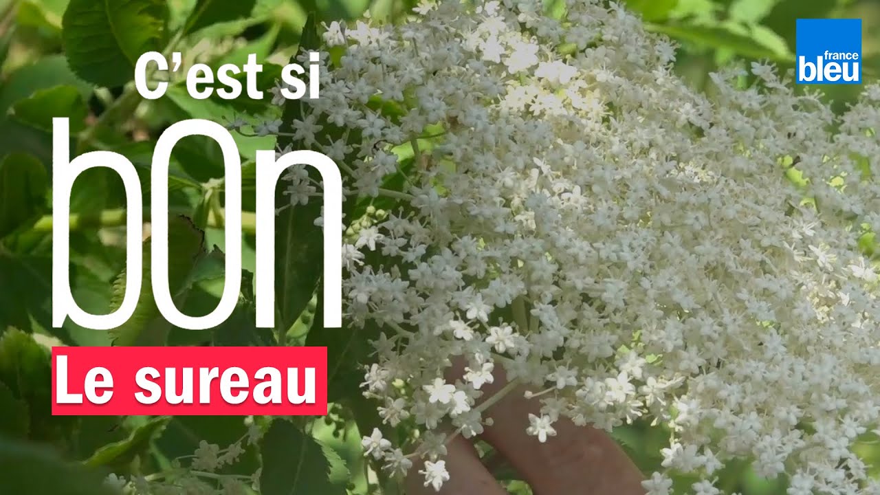 Le sureau, l’arbre aux fées en noir et blanc - C'est si bon