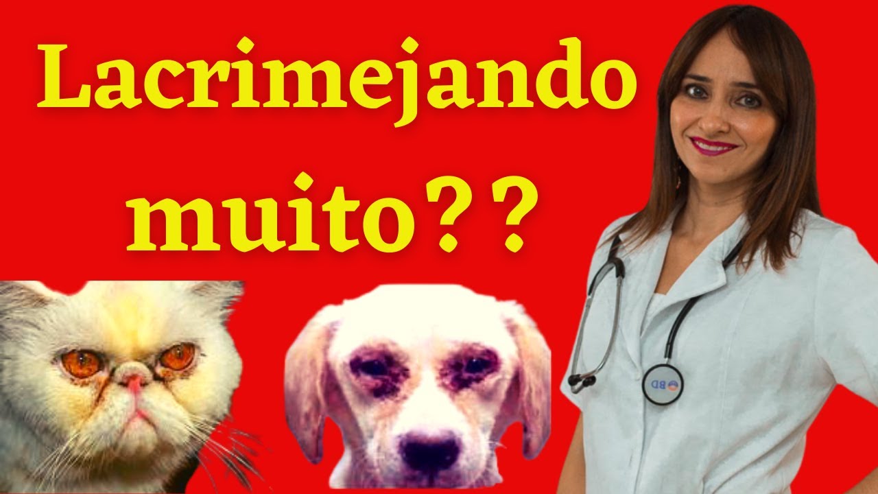 Lacrimejamento excessivo nos olhos! VETERINÁRIA EXPLICA!