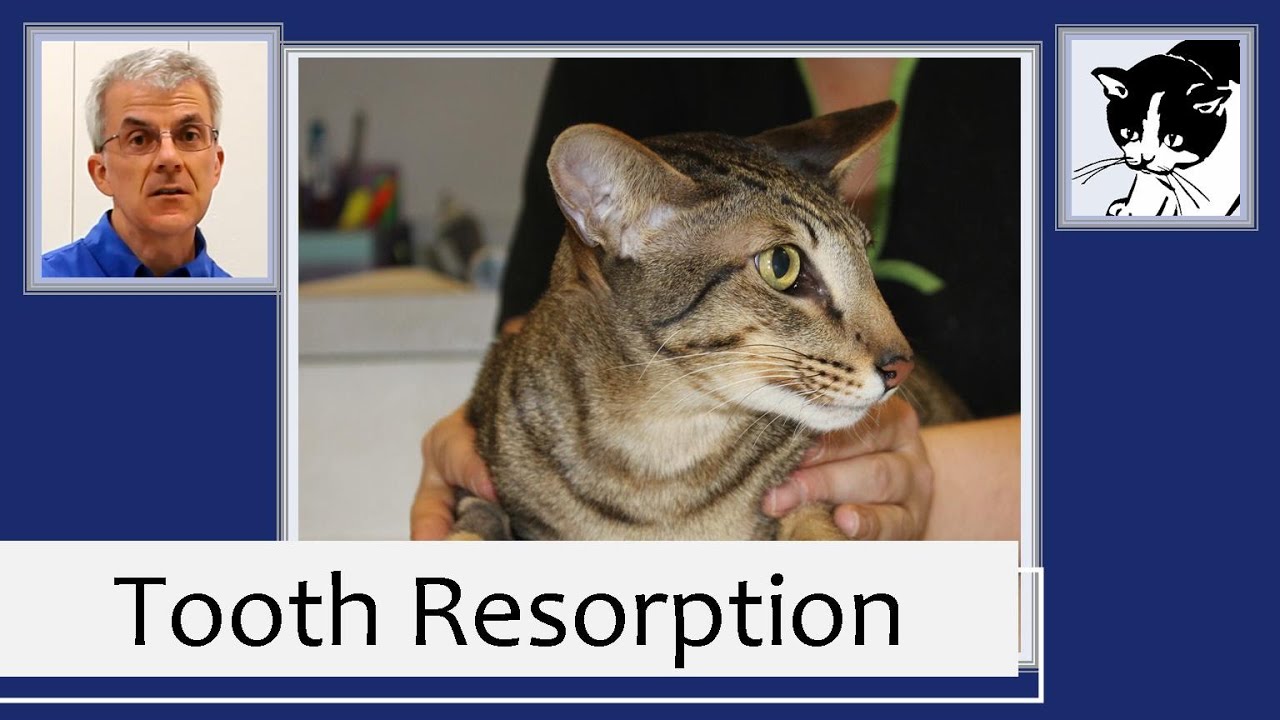Cat Dental Disease: Tooth Resorption (2013)