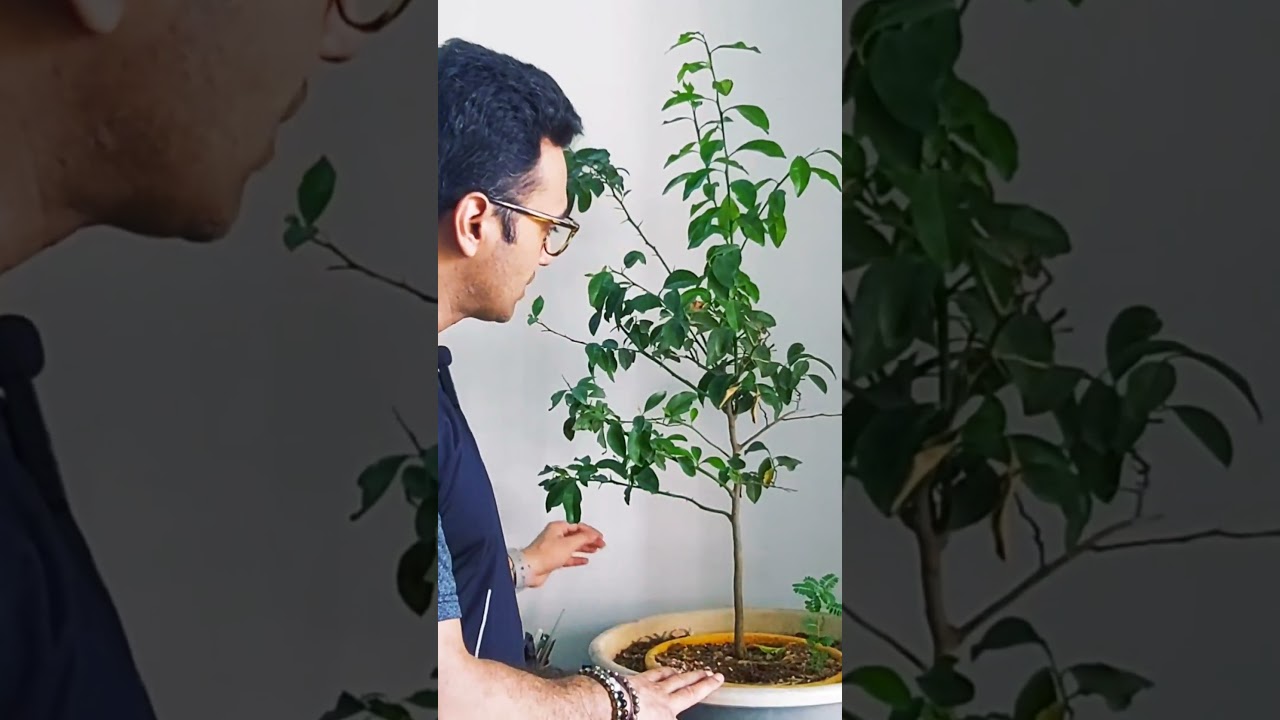 Working on my Lemon Training Bonsai #lemontree