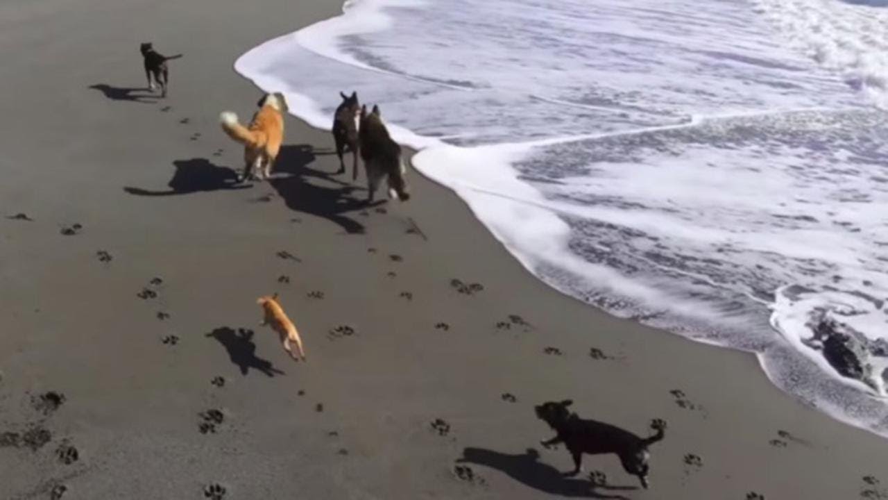 La gioia di nove cani per la prima volta in spiaggia al mare