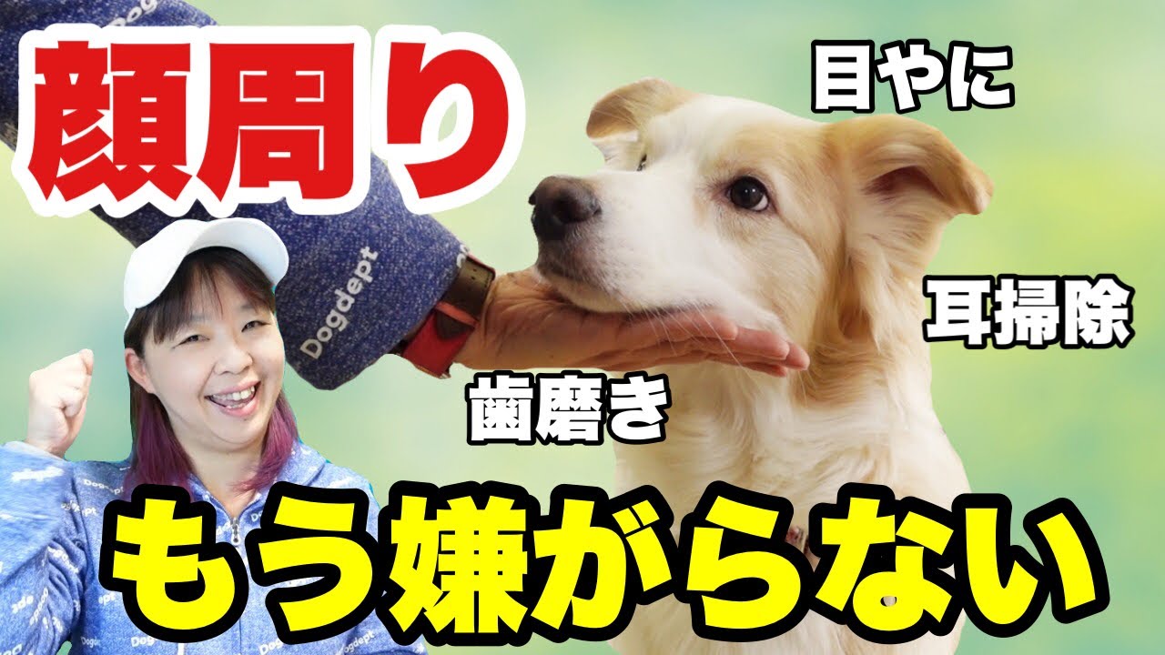 【犬　顔周りを嫌がる】その手があったとは！芸として教えて慣らすと一石二鳥♡嫌がらない練習