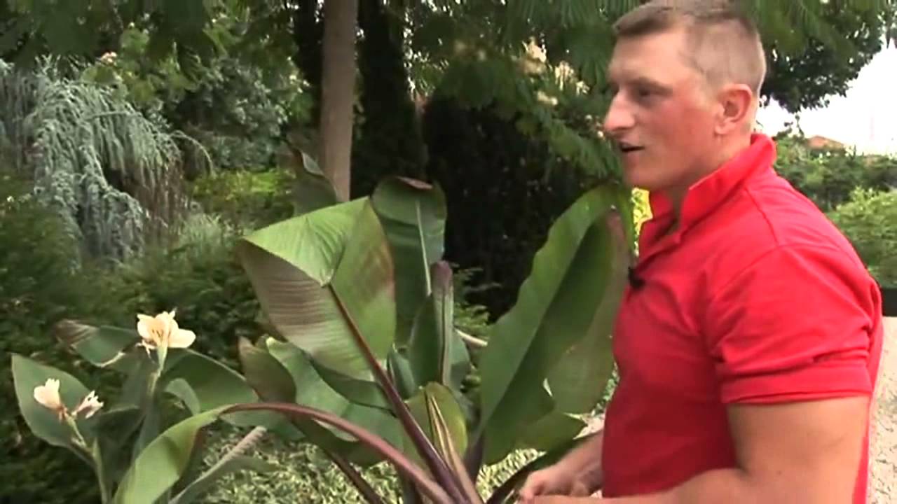 A Rózsanád (Kánna) és a banán - kertészeti tanácsok, Budapest