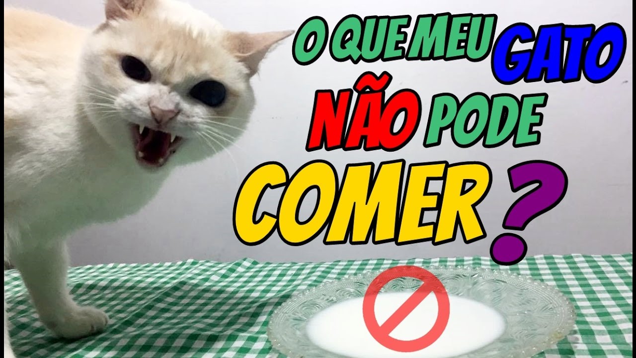 Alimentação para Gatos | #Parte2 (frequência, petiscos, alimentos proibidos, troca de ração)