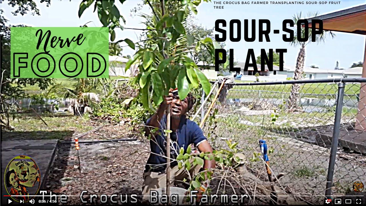 Soursop fruit tree | Home Gardening How To Transplant a | The Crocus Bag Farmer