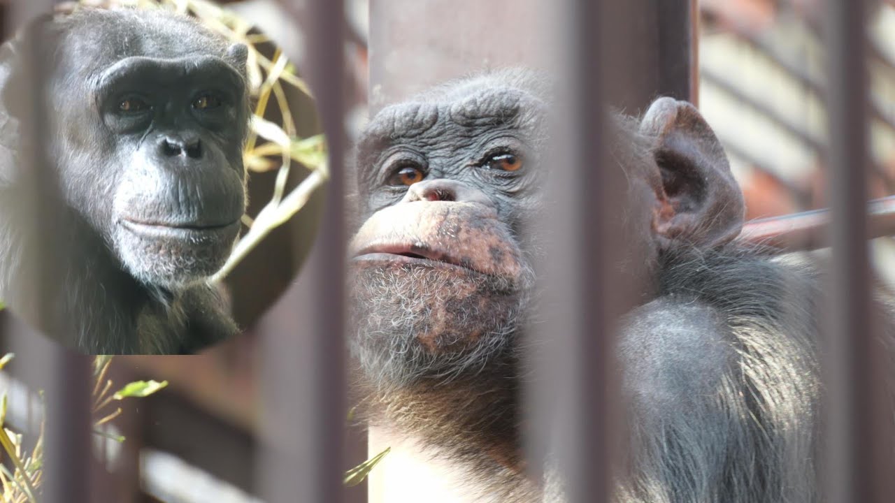 レーナとトムが愛したジュンコはいない　池田動物園　チンパンジー　202601