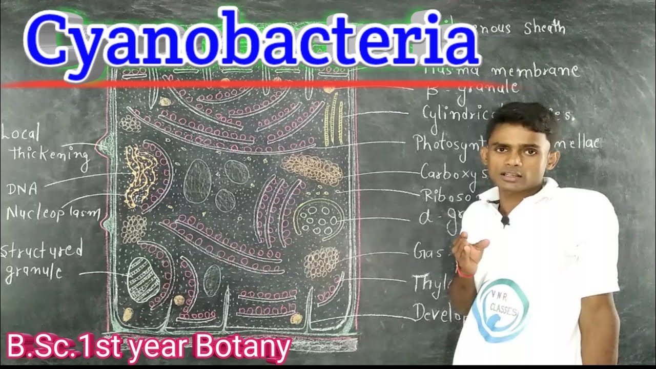(Lc.11)Cyanobacteria ,General Features |  Cell Structures| B.Sc.1st year |Botany | by- Prahalad