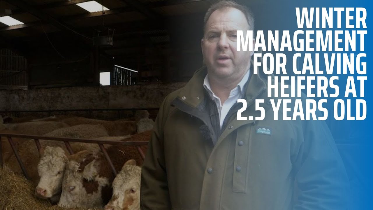 Winter Management for Calving Heifers at 2.5 years old