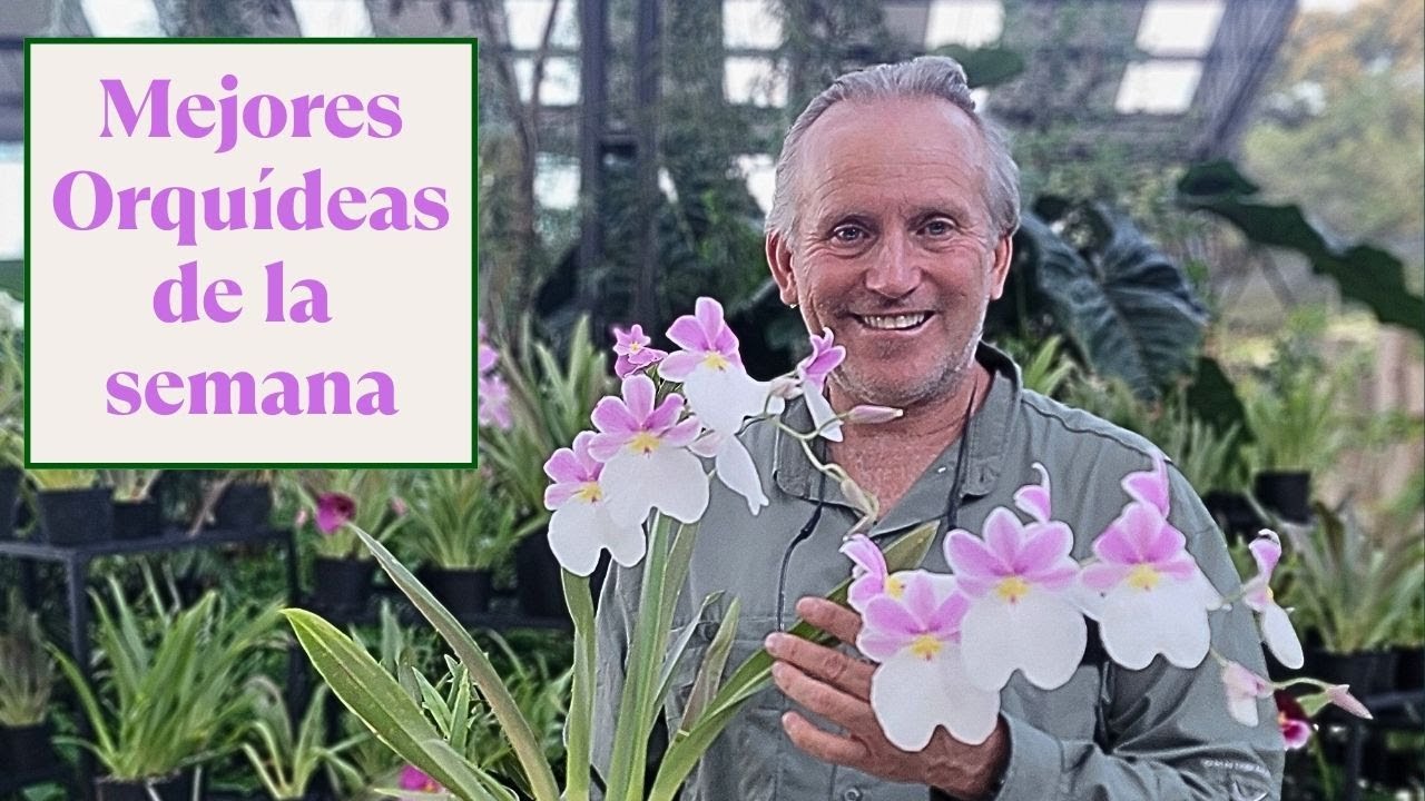 Top 5 orquídeas de le semana - Alma del Bosque