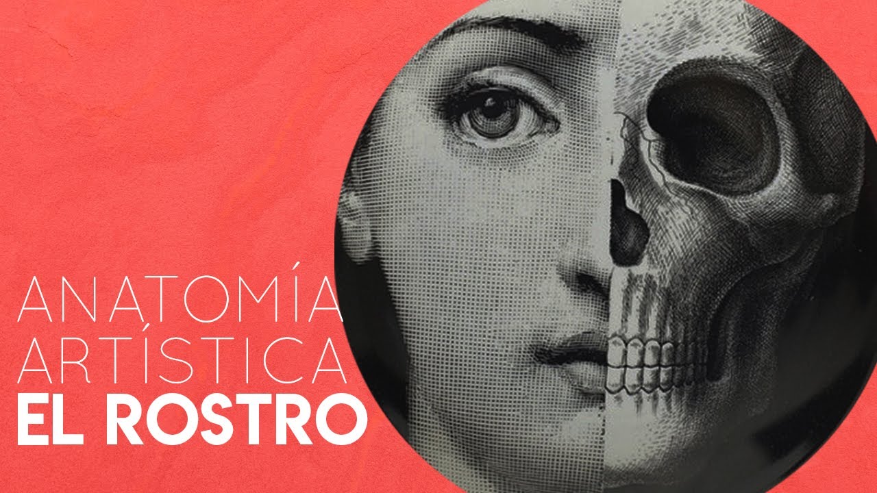 Anatomía artística/ EL ROSTRO