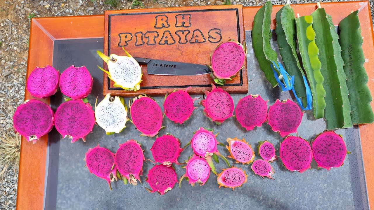 14 melhores variedades de pitaya para plantar no quintal