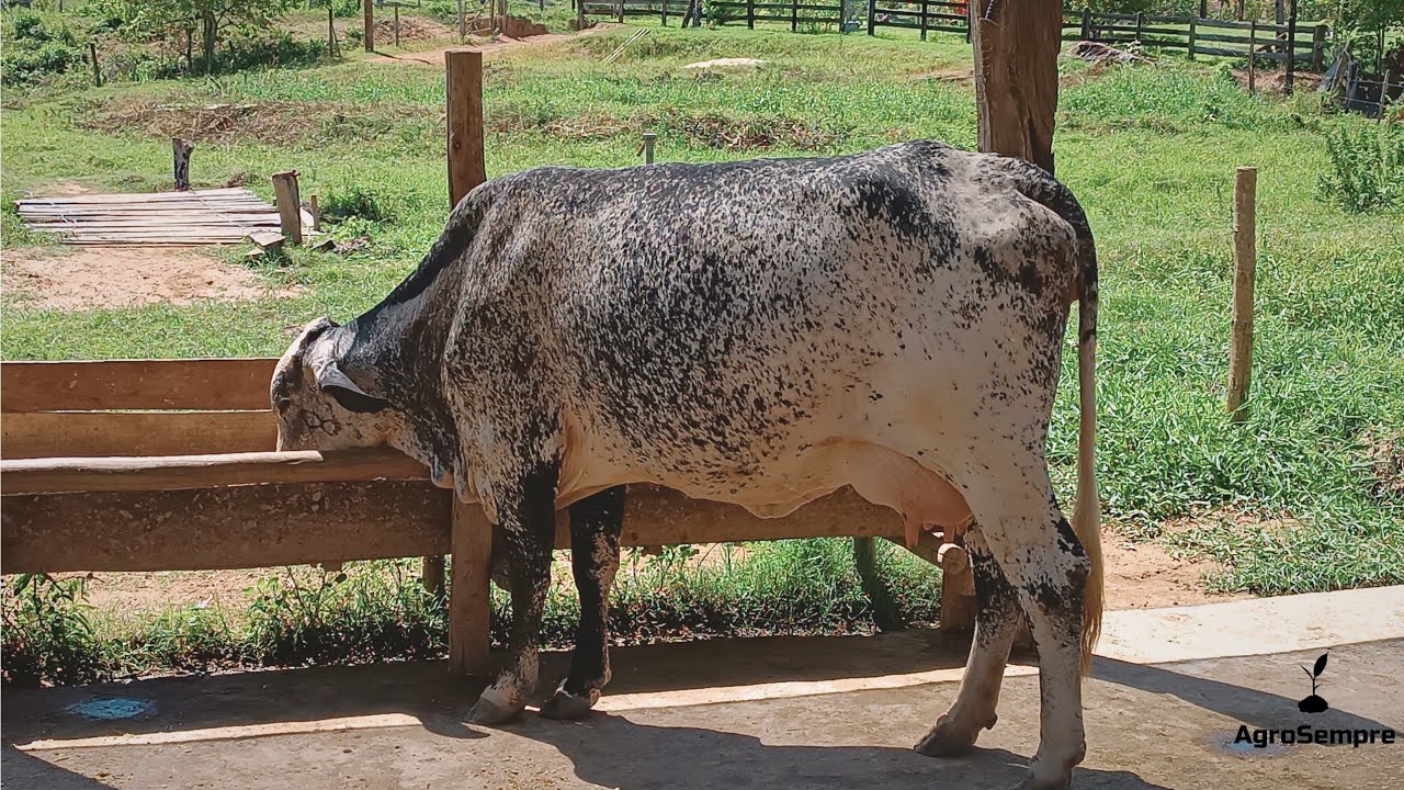 Novo projeto em teste,vaca teve aumento de 12 litros de leite em apenas 6 dias.
